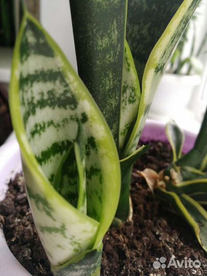 Сансевиерия