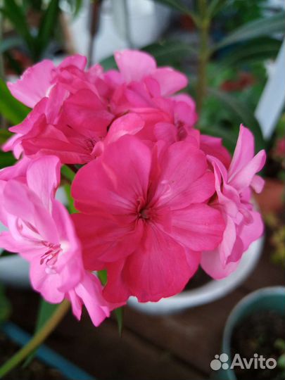 Герберы продам Бугенвиллия К# У П Л# Ю