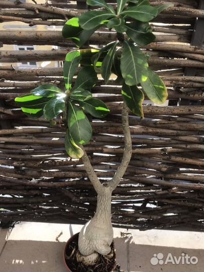 Излишки комнатных растений