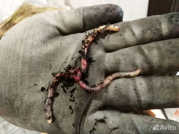 Червь для рыбалки 