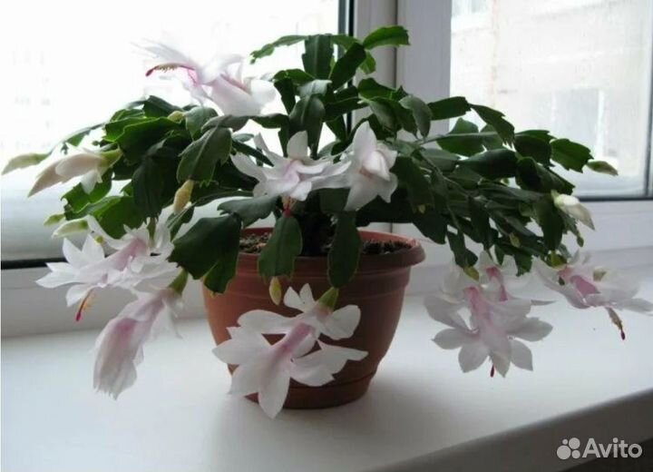 Декабрист шлюмбергера белый, оранжевый, цвет фукси