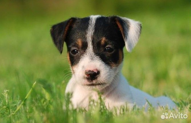 Джек Рассел щенки