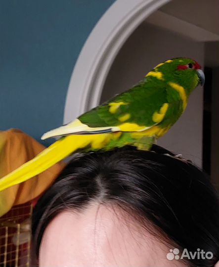 Попугай Новозеландский какарик