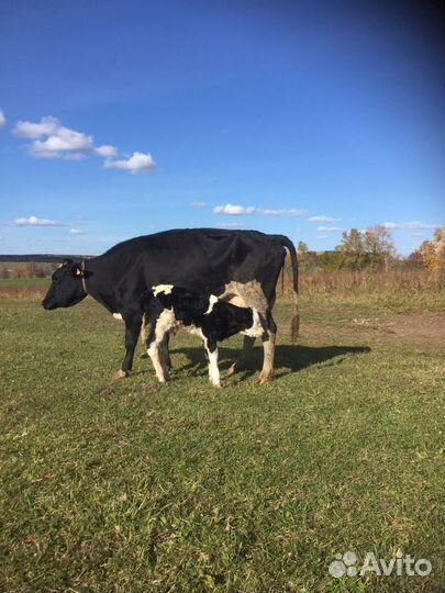 Телята бычки