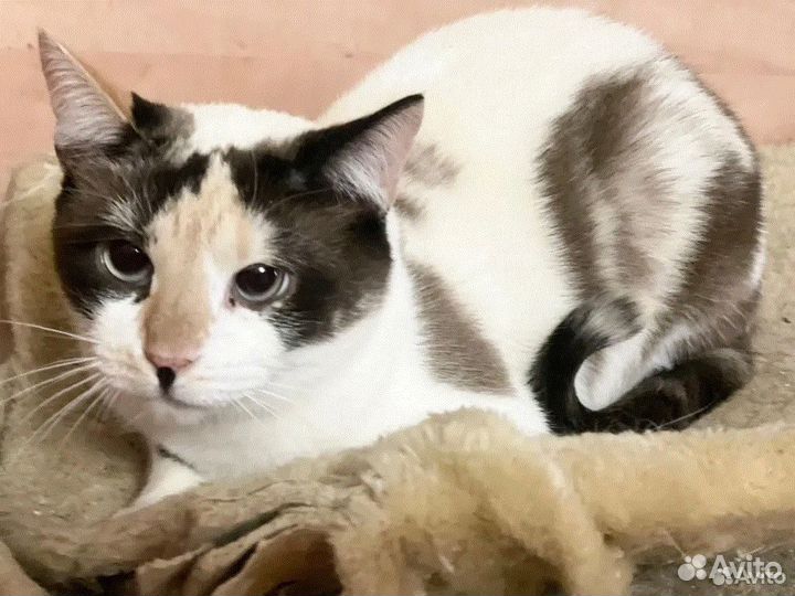 Чудесная голубоглазая Тинки ищет передержку дом