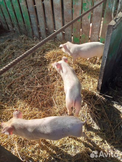 Поросята Дюрок/см.привиты,кастрированы
