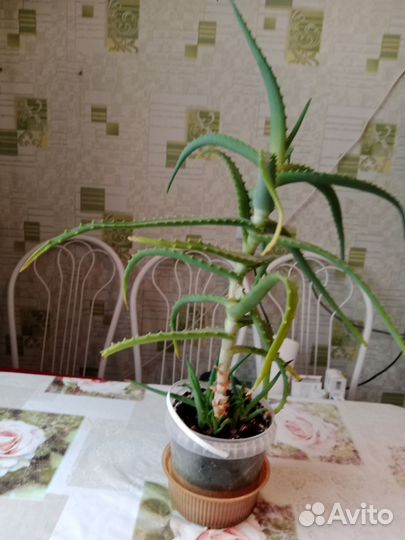 Алоэ трехлетние