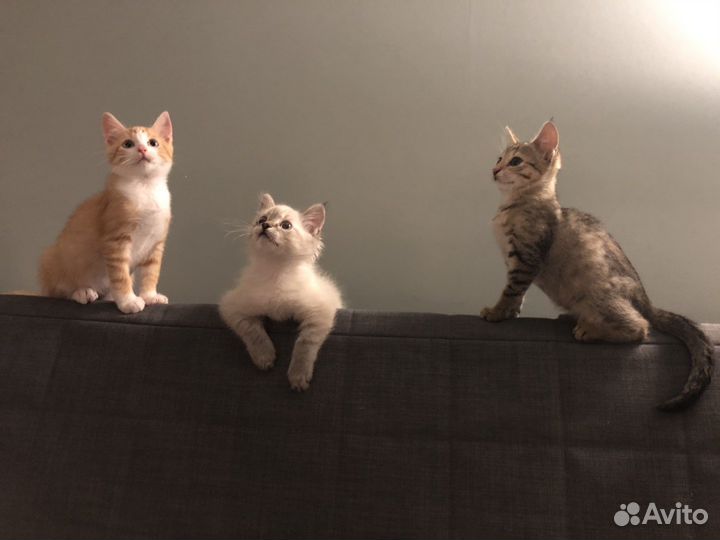 Котята в добрые руки