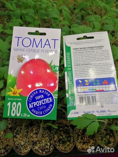 Рассада помидор томатов