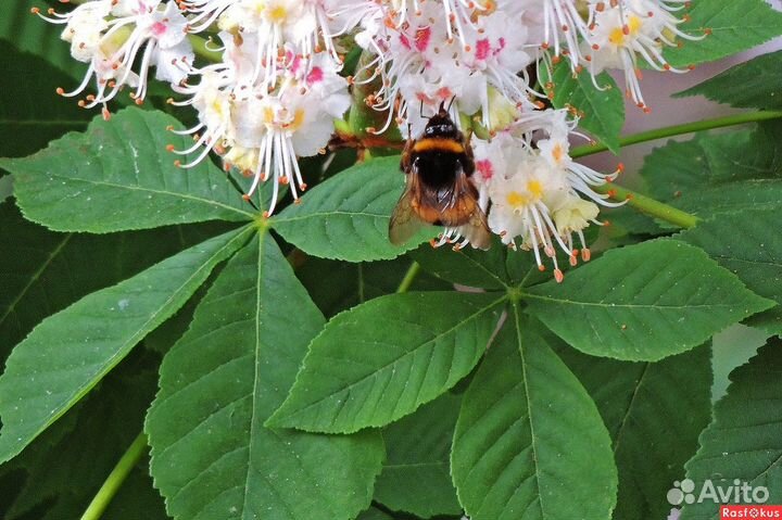 Каштановый мёд