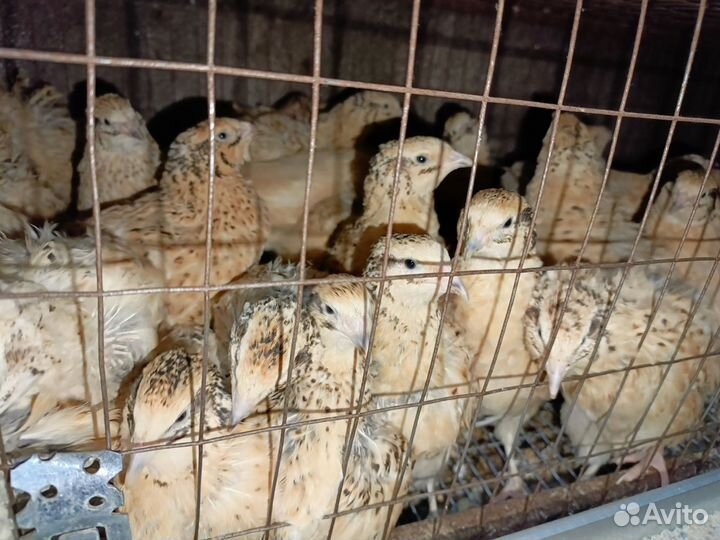 Перепела,инкубационное яйцо