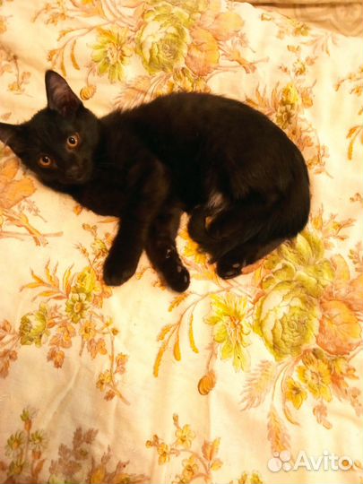 Подарю котят