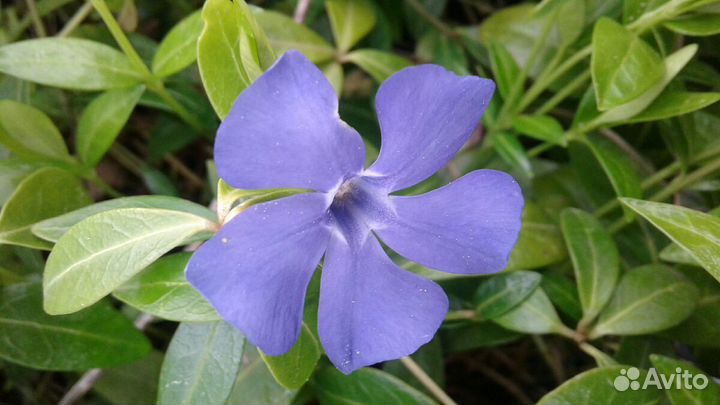 Многолетники из собственного сада 1