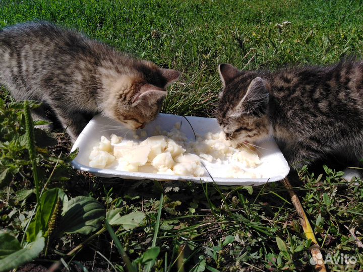 Добрые, ласковые котята (мальчики) ищут хозяев