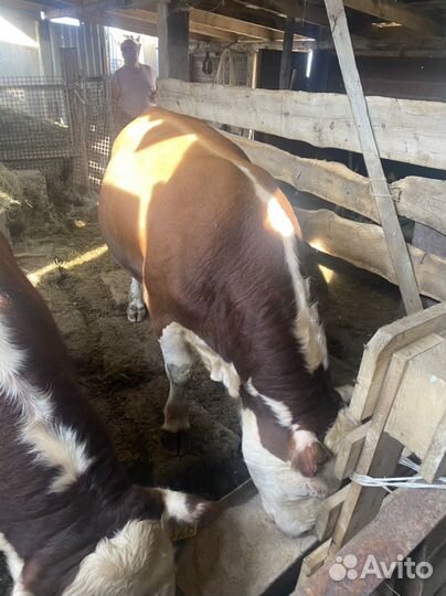 Быки на мясо живым весом