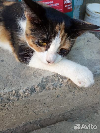 Трёхцветная кошечка 5 месяцев