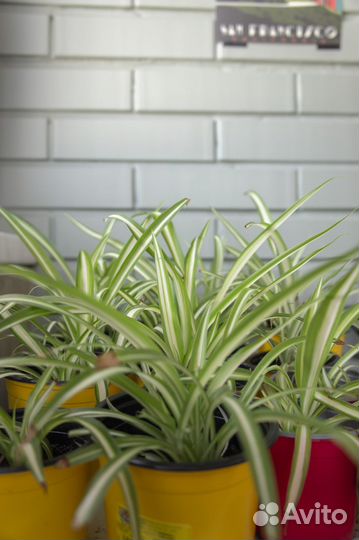 Рассада Хлорофитум