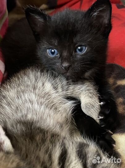 Отдам пушка в добрые руки