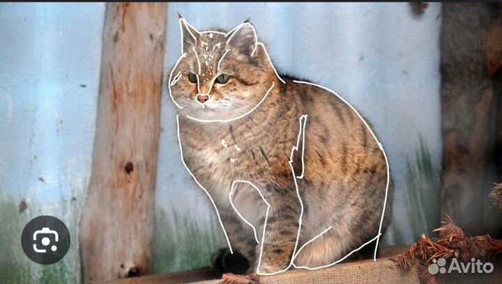 Арт для квадробики