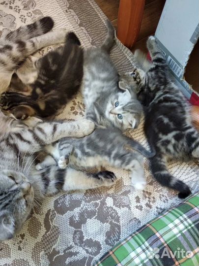 Британские котята