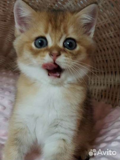 Золотая шиншилла