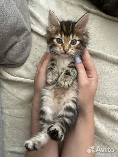 Кот курильский бобтейл