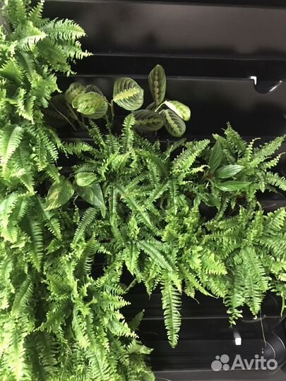 Фитомодуль