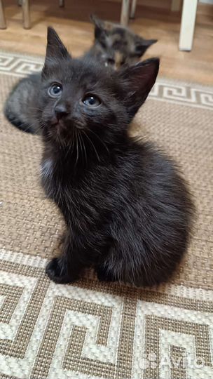 Котеночек