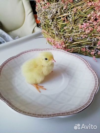 Перепела белые техасские
