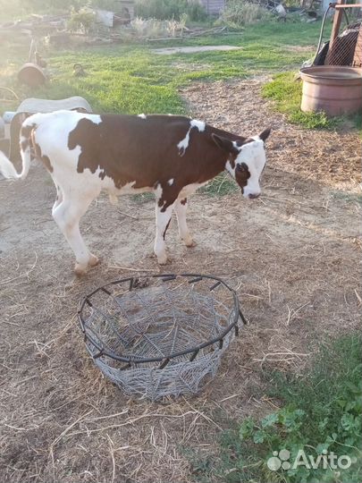 Бычки и телки