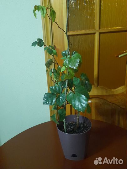 Комнатный виноград