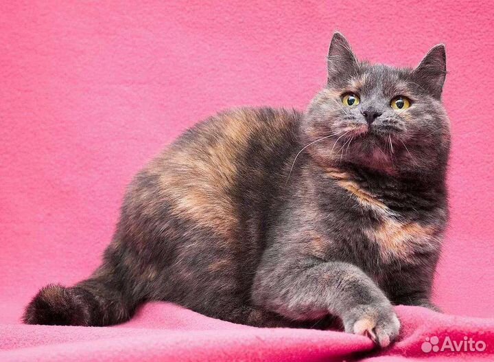 Юная плюшечка кошечка Зита ищет дом