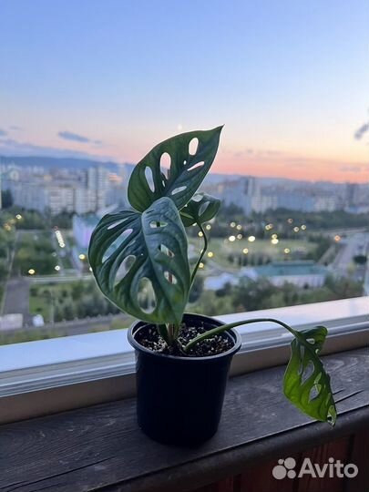 Монстера Адансона