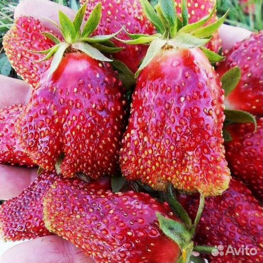 Сорт земклубники Купчиха, клубники Азия и Слоник