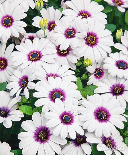 Семена цветов