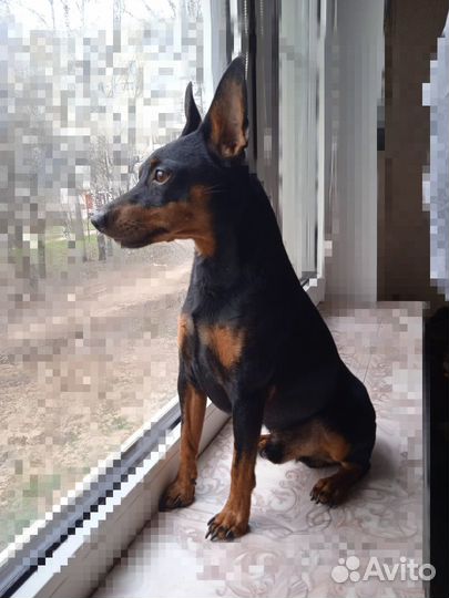 Вязка Мини-доберман