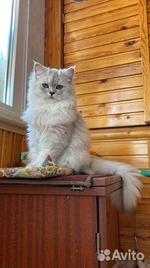 Персидская кошка