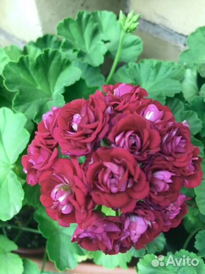 Пеларгония красная белая розовая герань