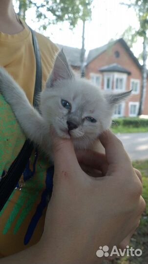 Сиамский котенок