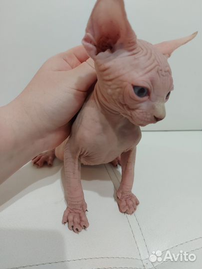 Канадский сфинкс