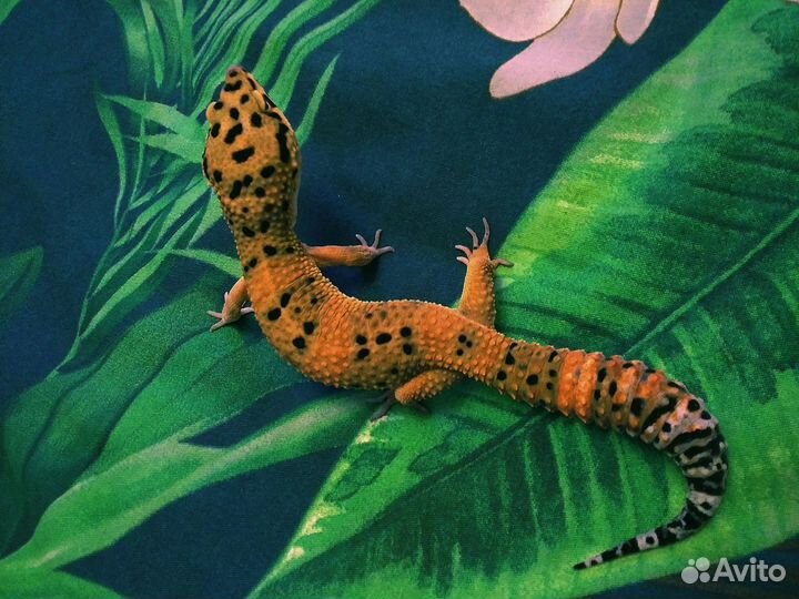 Эублефар самец