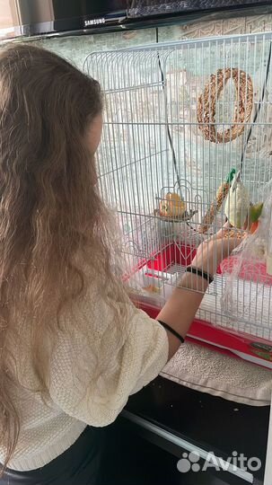 Попугай ввп чех