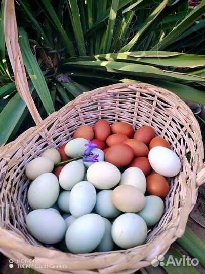 Инкубационное яйцо