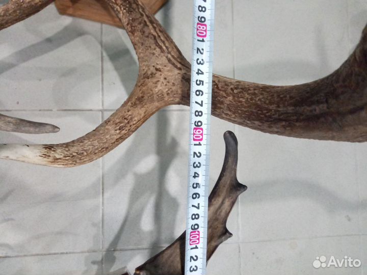 Рога лося,оленя, косули