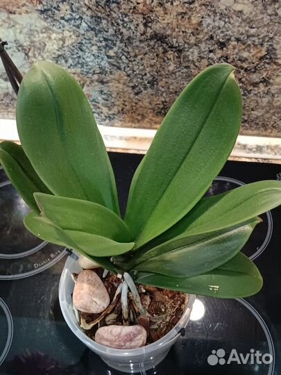 Орхидея бинти пелор