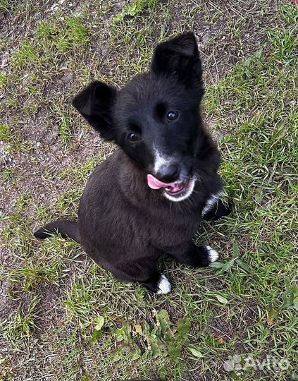 Шенок Умка ищет дом