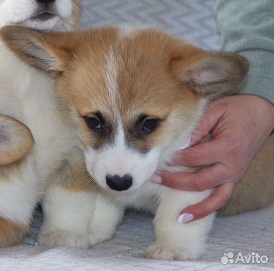 Вельш-корги щенок