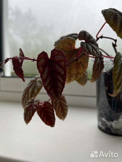 Циссус дисколор (антарктический)