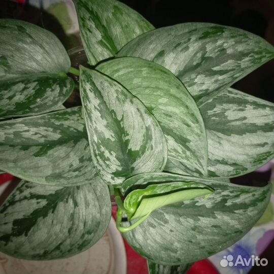 Сциндапсус серебряный лебедь