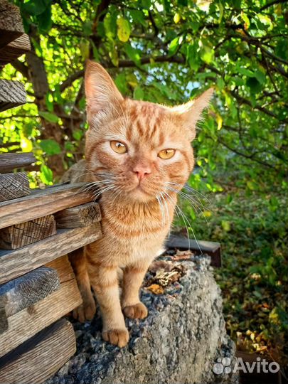 Рыжий кот ищет дом